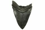 Bargain, Fossil Megalodon Tooth - Sharply Serrated Blade #294420-1